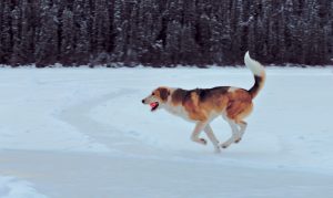 Christmas 2018 Dogs on Echo Lake | Devonavar