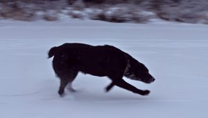 Christmas 2018 Dogs on Echo Lake | Devonavar