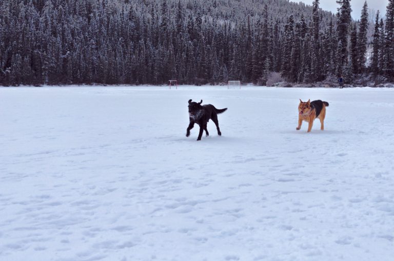 Christmas 2018 Dogs on Echo Lake | Devonavar